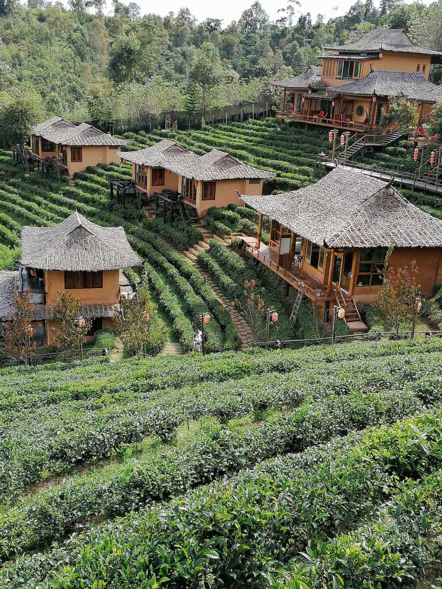 Ban Rak Thaï est le royaume des plantations de thé.
