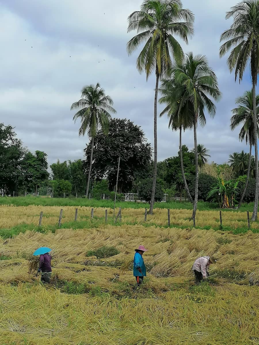 Autour de Mae Sariang, les paysages sont superbes surtout pendant la coupe du riz