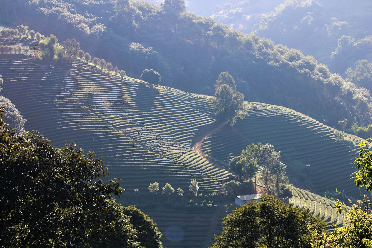 Pour nous, c'est Wang Put Tan la plus belle plantation de thé à étages.