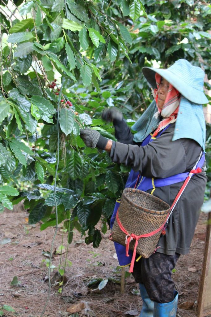 Récolte des graines de café le long de la route 1149 dans le nord de la Thaïlande
