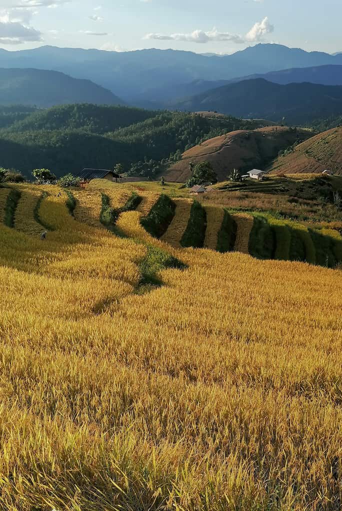 Les rizières de Pa Pong Pieng près de Mae Chaem sont sublimes
