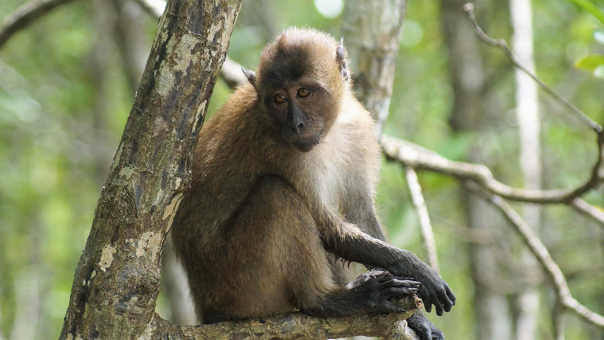 Sympathique petit singe, mais il faut toujours se méfier d'eux. En groupe, ils sont redoutables et ultrarapides!
