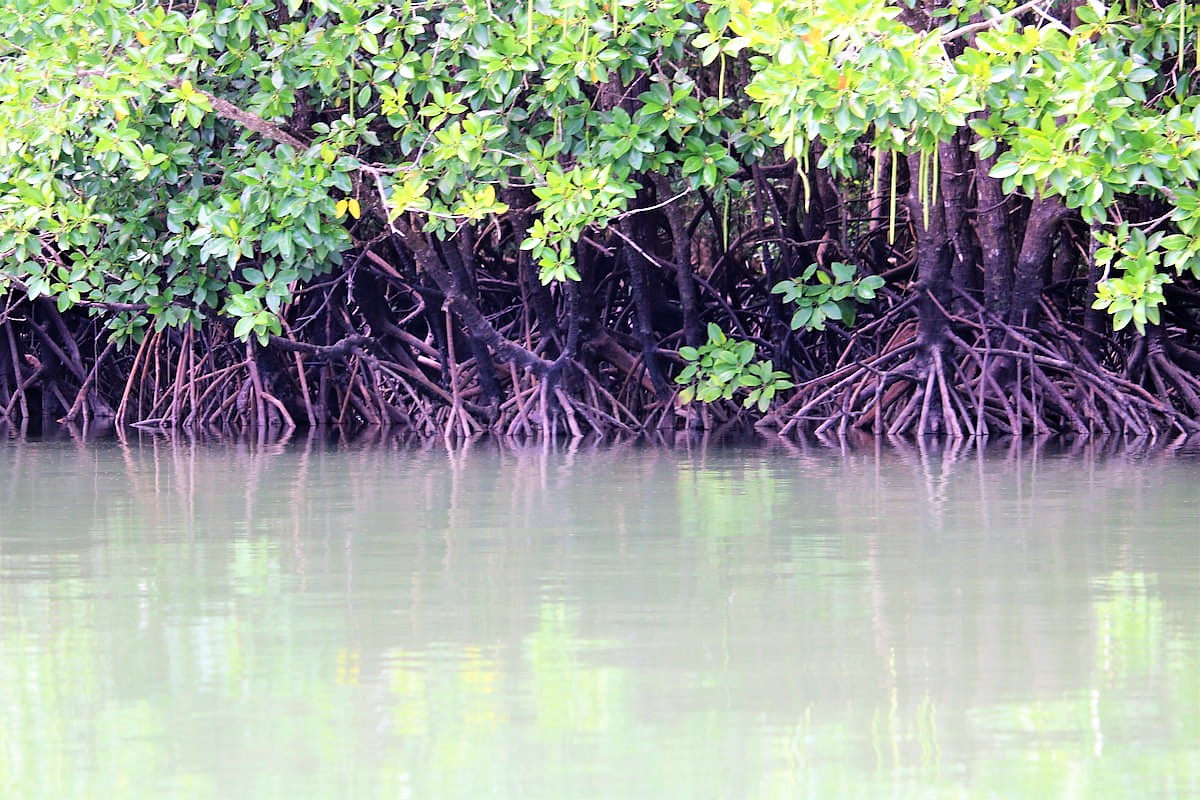 Dans cette région de Krabi -Phang Nga, vous pouvez découvrir la mangrove