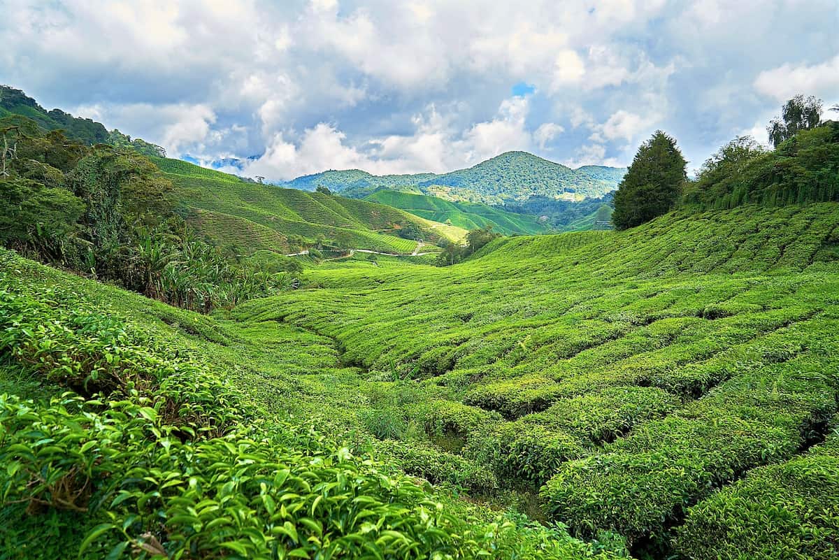 Les Cameron Highlands sont une belle excursion pour en apprendre davantage sur les plantations de thé.