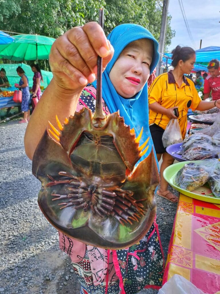 Une limule sur un marché à Phuket. L'intérieur de mange, un peu comme la chaire de crabe.