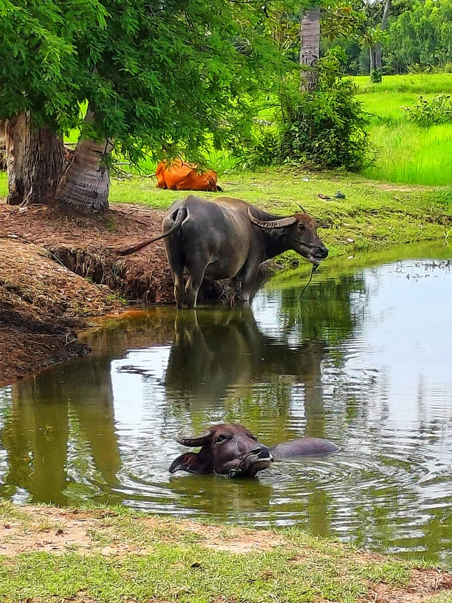 Les buffles sont présents partout en Issan, souvent dans des marres ou de la boue...