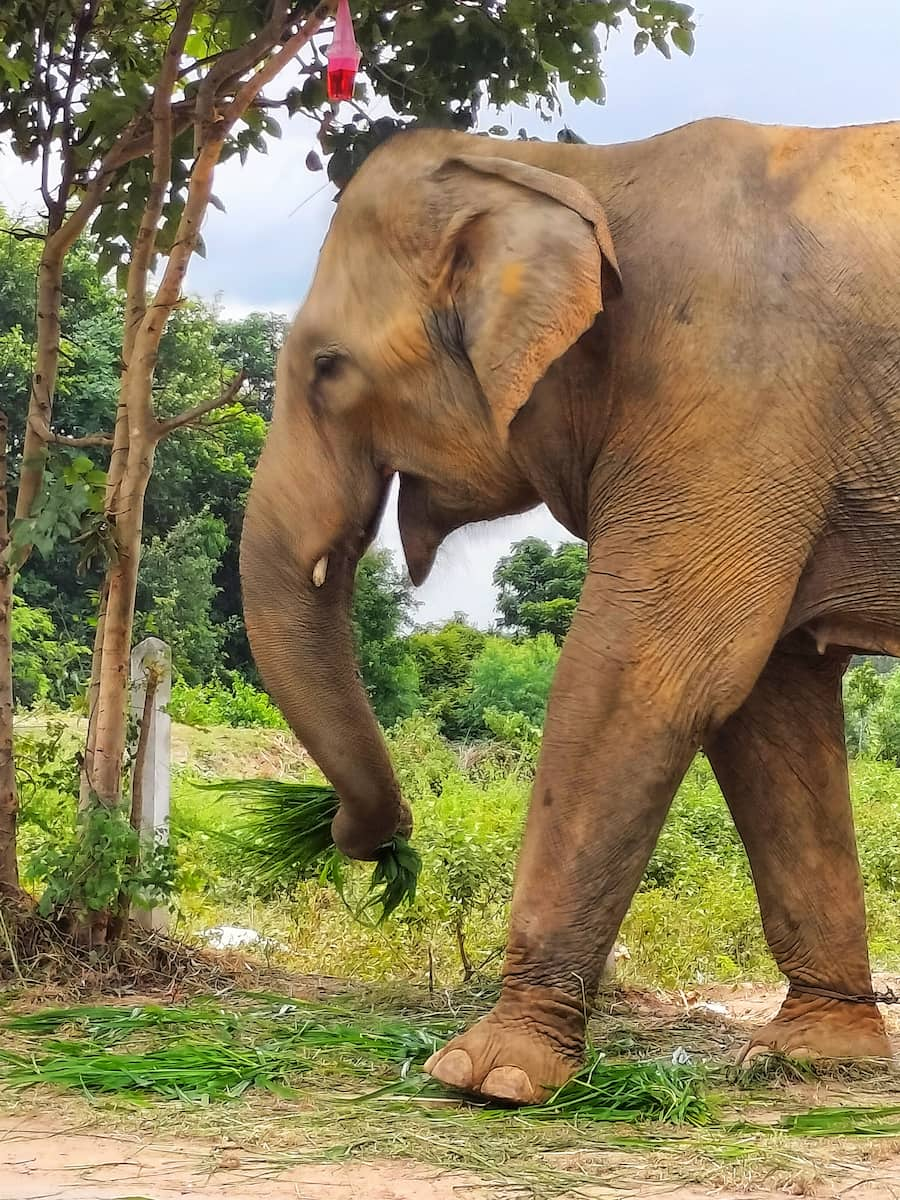 Les éléphants domestiqués sont très nombreux vers Surin.