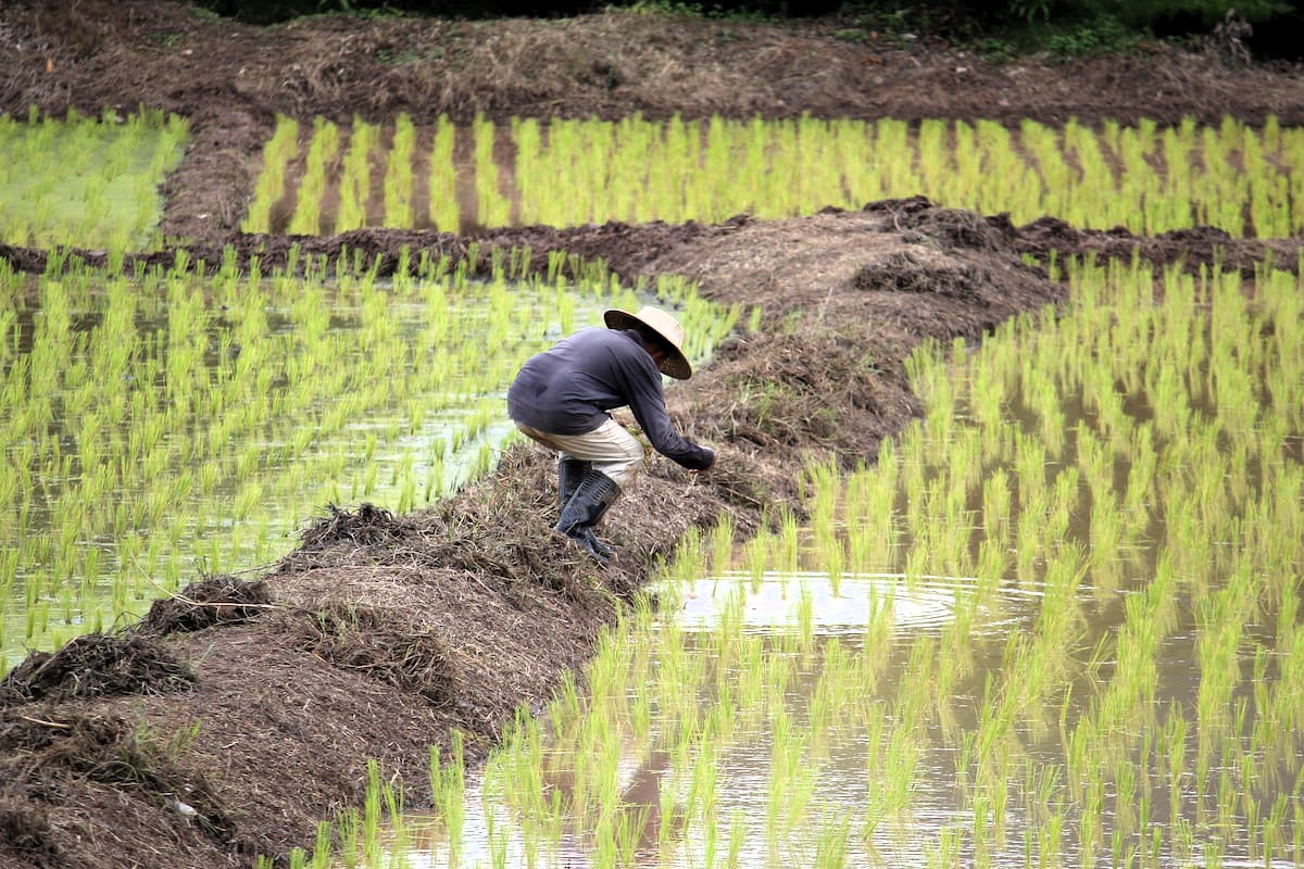 Transplantation du riz, comme on est en saison des pluies, les paysages sont très verts.