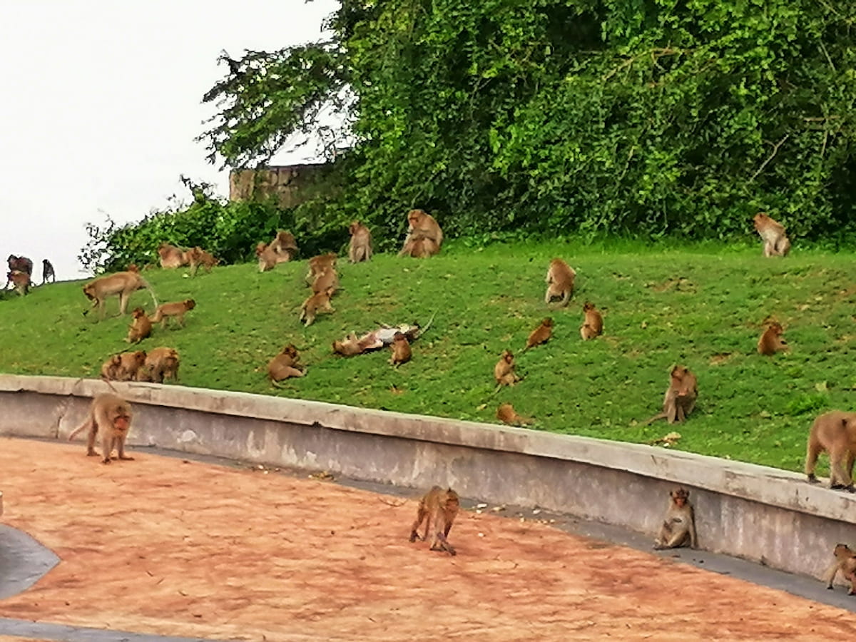 Prachuap Khiri Khan où on croiser des hordes de singes partout en ville.